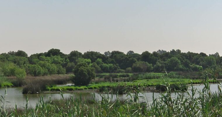 Descubre la belleza del Parque Natural de Doñana en Sevilla: fauna, flora y mucho más