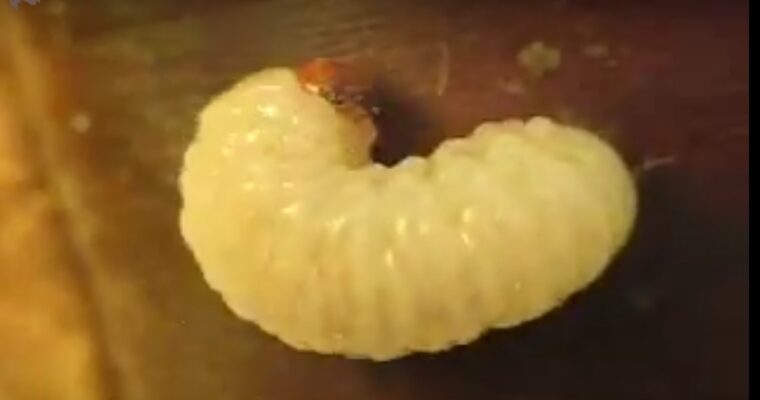 Larva
